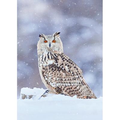 Eagle Owl in Winter Silence - Personalised Christmas Cards